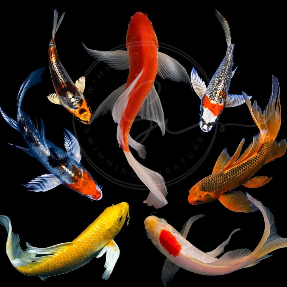 Aquarium Fish Koi - 池や水槽用のアソートカラー活鯉（3～4匹）-6匹入りパック
